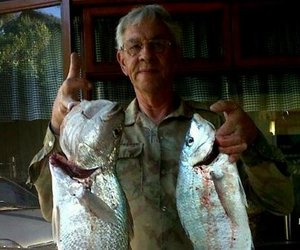 Giepie trek Bielies uit